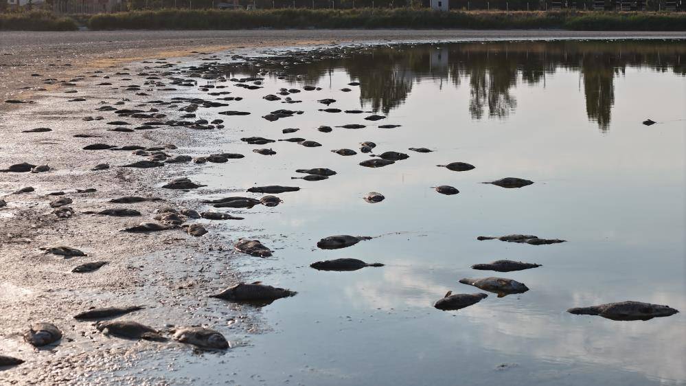 Geçen yıl kurumuş balıklar ölmüştü; eski görkemine kavuştu