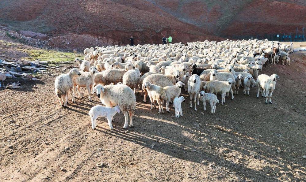 Koyun yetiştiricisi: Koyunculuk kolay değil çilesi çok