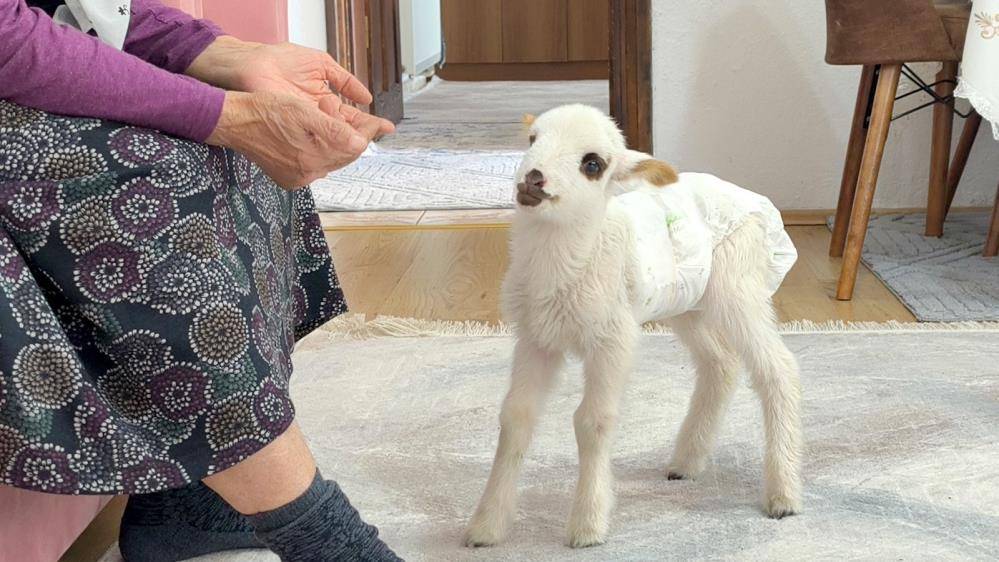 Annesi ve 2 kardeşi ölen kuzu Balım, evde yaşama tutundu