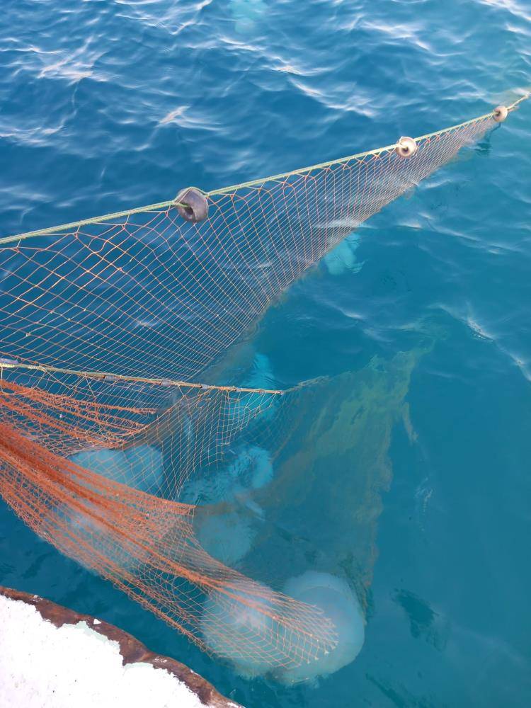 Balıkçıların kabusu oldular; 10 kilograma ulaşanı var