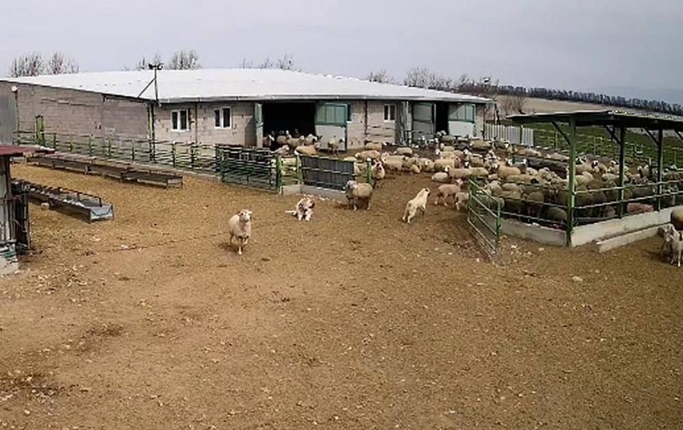 Sokak köpeği koyunları kovaladı çoban köpeği izledi
