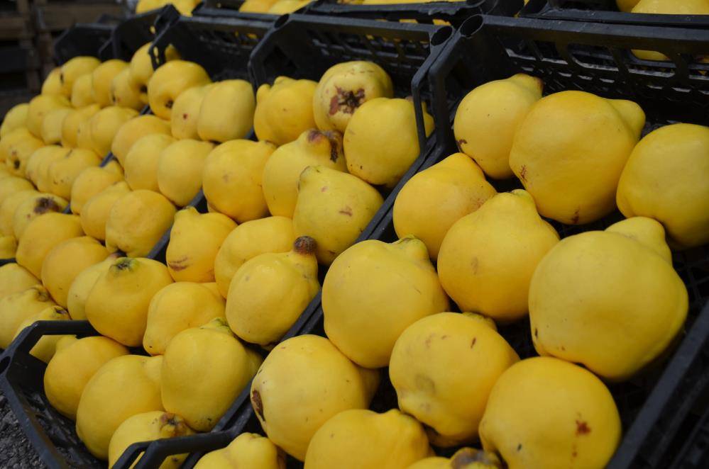 Ayvanın kilosu 300 liraya dayandı; lüks oldu