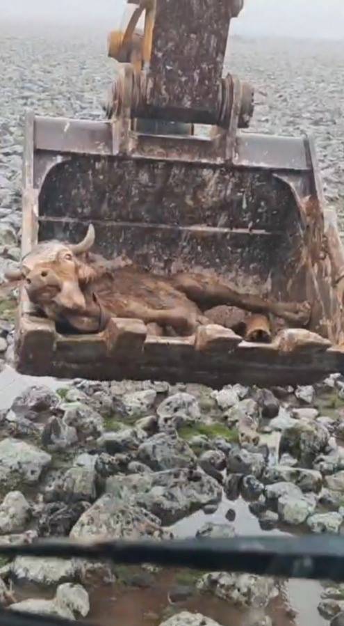 Çamura saplanan inek kepçe yardımıyla kurtarıldı