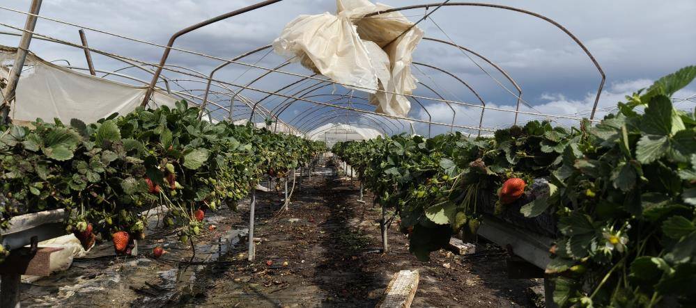 Mersin'in Silifke ilçesinde hortum seraları yerle bir etti