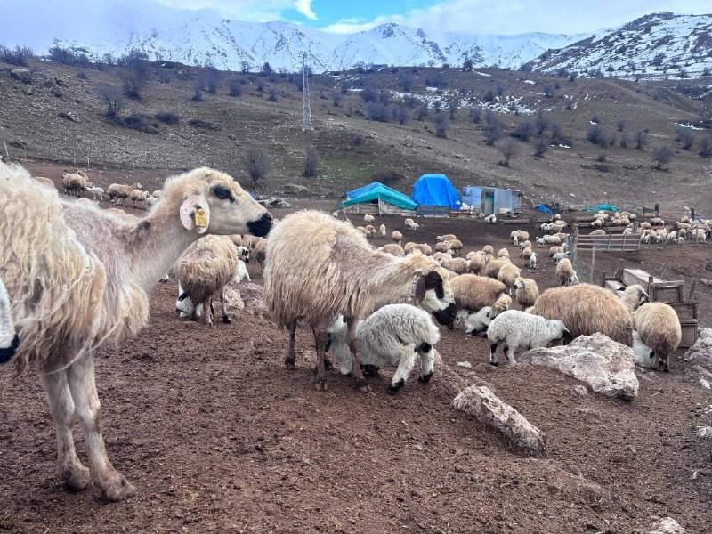 Erzincan'da sırrı çözülemeyen kuzu ölümleri tedirgin ediyor