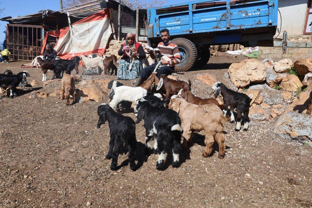 Anneleri telef olan 28 kuzu ve oğlak biberonla besleniyor
