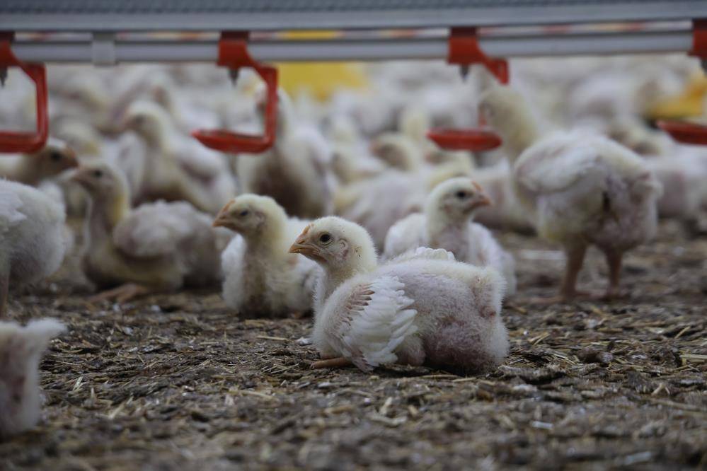 Devlet desteğiyle önce büyükbaş sonra tavuk çiftliği kurdu