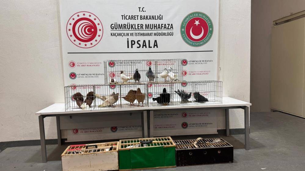 İpsala'da 2 alpaka ve 67 kanatlı hayvan ele geçirildi