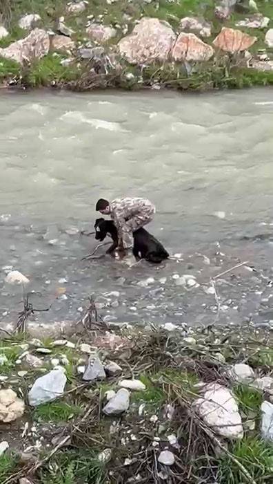 Dere yatağındaki buzağıyı polis kucaklayarak yakaladı