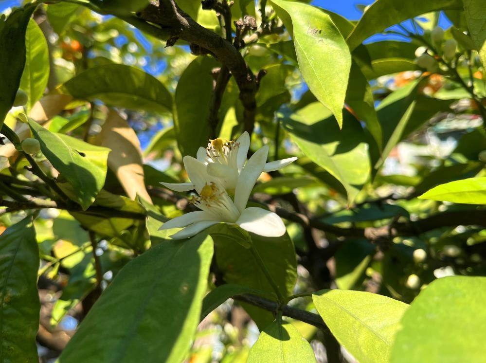 Portakal çiçek açtı kokusu Adana'yı sardı