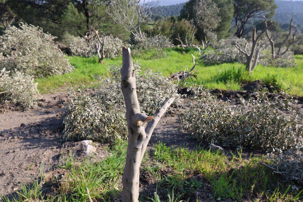 Aydın'da ağaç katliamı: Yüzlerce incir ve zeytin ağacı kesildi