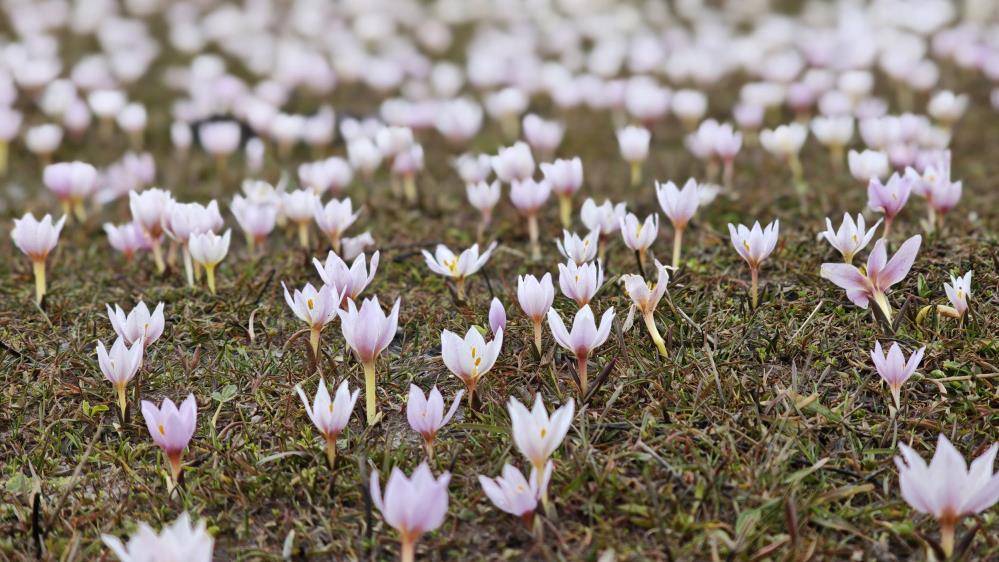 Güzeldere Vadisi çiğdemlerle renklendi: Eşsiz manzara oluştu