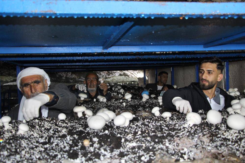 2 bin yıllık mağarayı mantar fabrikasına dönüştü