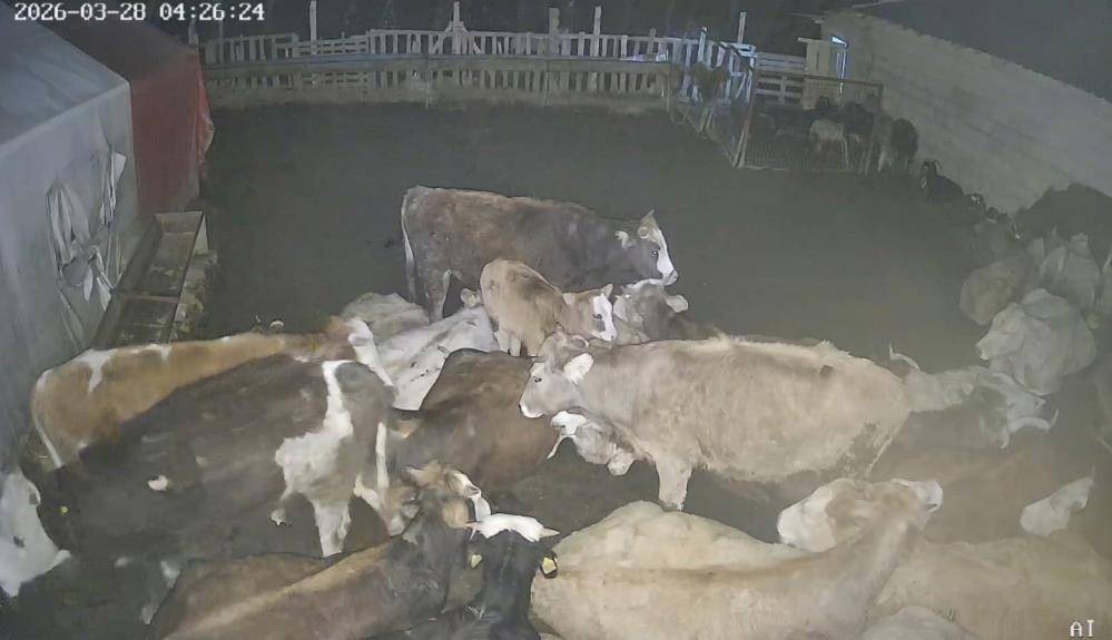 Büyükbaş hayvanlar keçileri savundu; kurt sürüsünü püskürttü