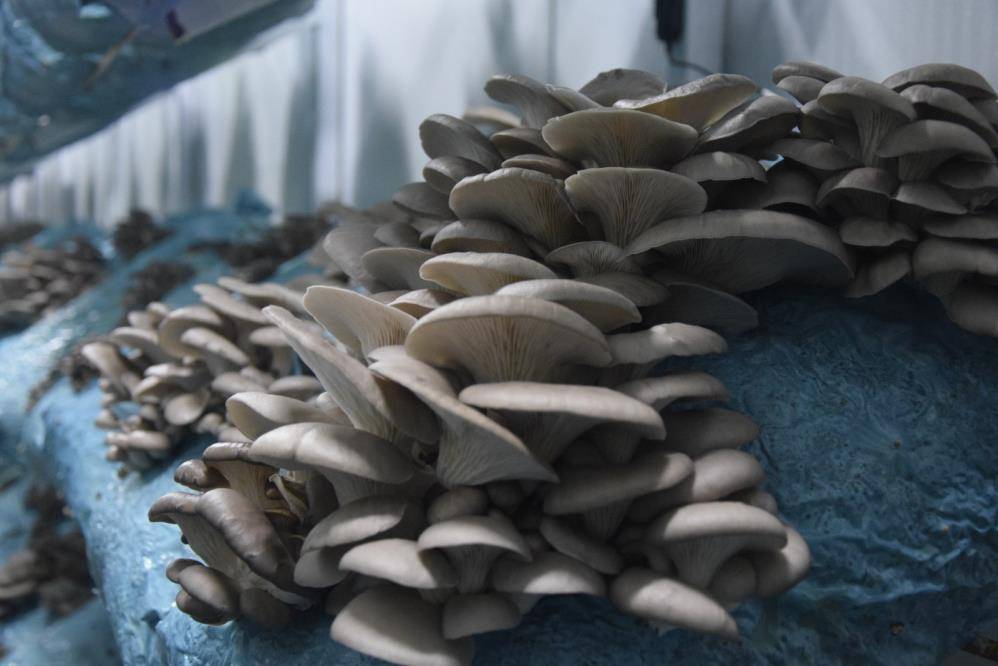 Genç avukat mantar üretiminde başarı hikayesi yazdı