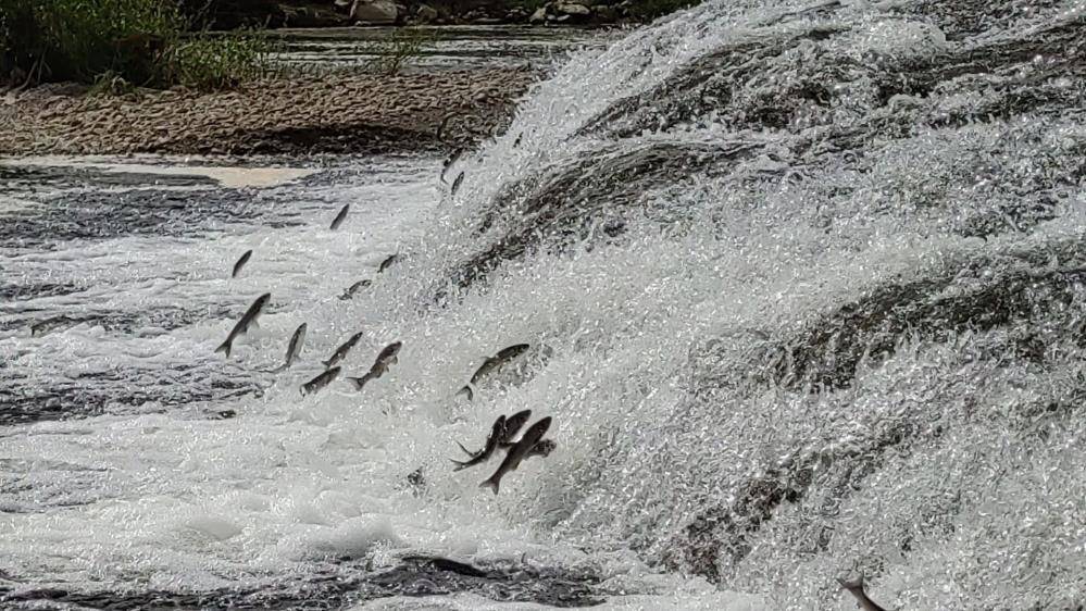Doğanın en muazzam göç yolculuğu yakında başlıyor