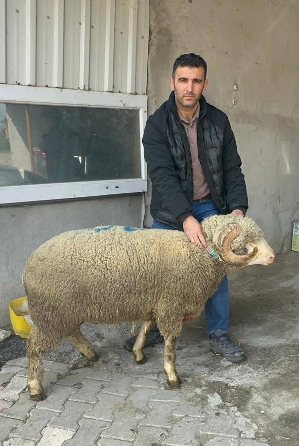 Milyonluk koçun kuzuları için bugünden sıraya girdiler