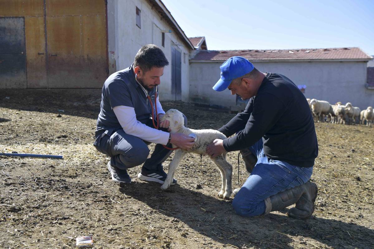 Ankara Büyükşehir'den hayvancılığa önemli destek