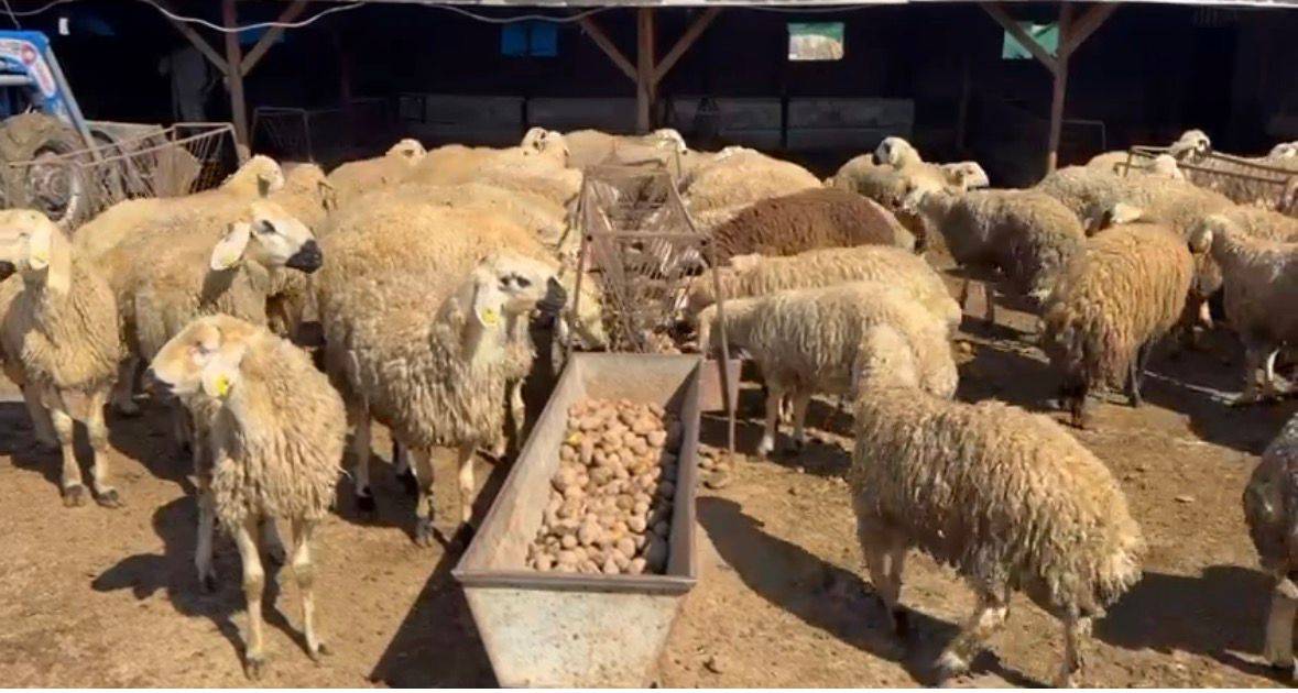 Yem maliyetini düşürmek için hayvanlara patates yediriyorlar