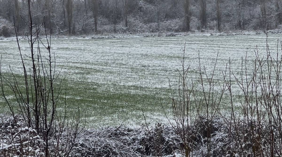 Badem ve kayısı çiçekleri karla kaplandı