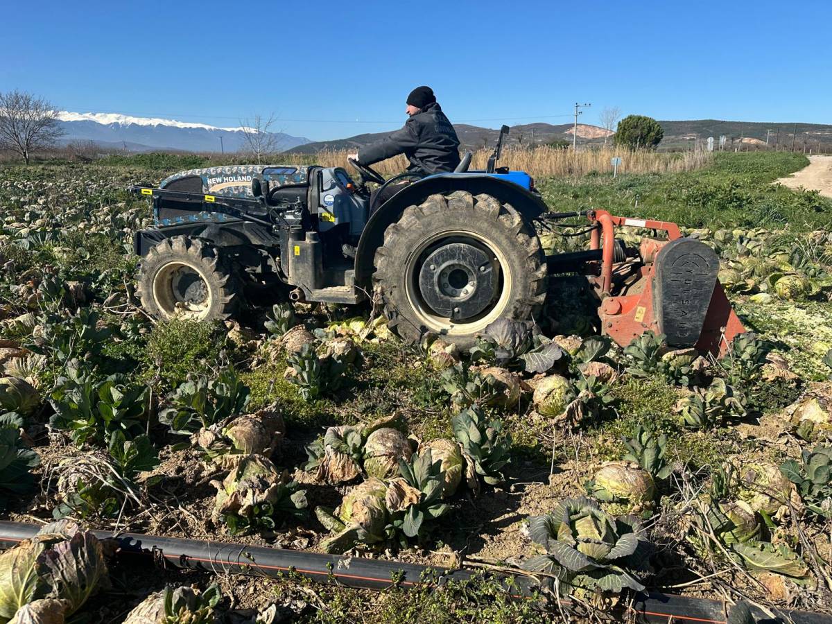 Beyaz lahanada ne çiftçi kazandı ne de tüketici ucuza yedi