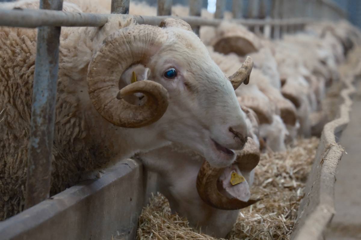 Türkiye'nin en değerli koçları rekor fiyatlara satılıyor