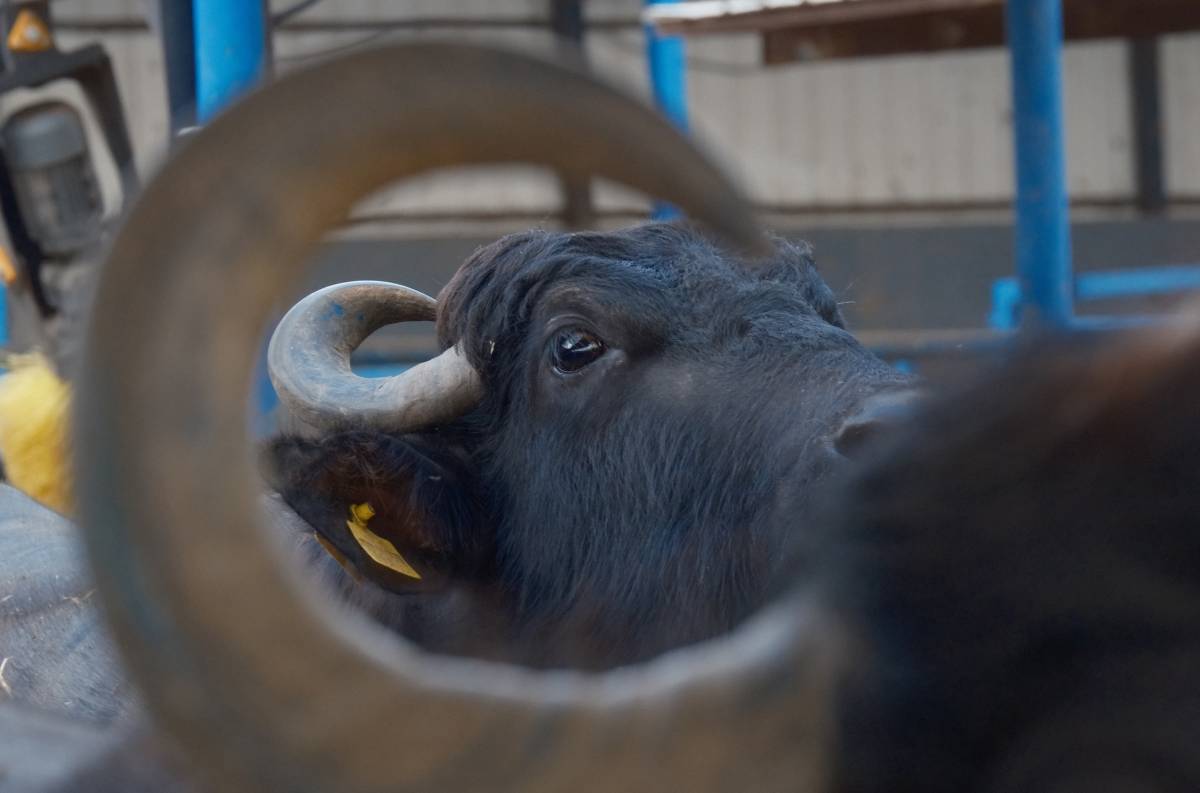 Yağ oranı korundu süt verimi 2 bin litreye çıktı
