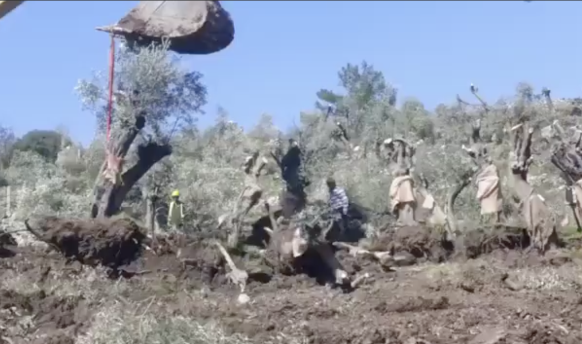 Akbelen'de zeytin ağaçları sökülüyor