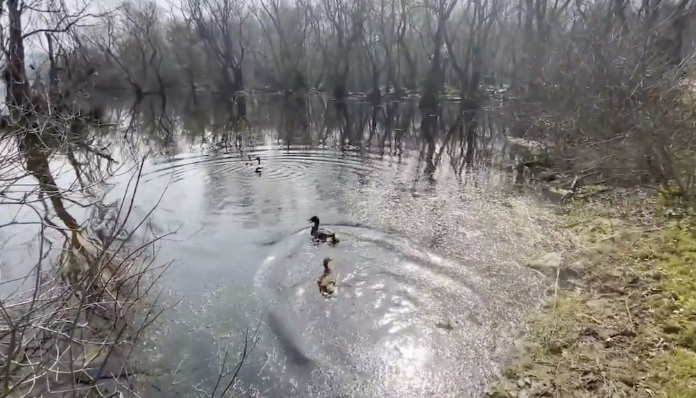 Tilki ve ördekler Longoz Ormanları'nda özgürlüğe kavuştu