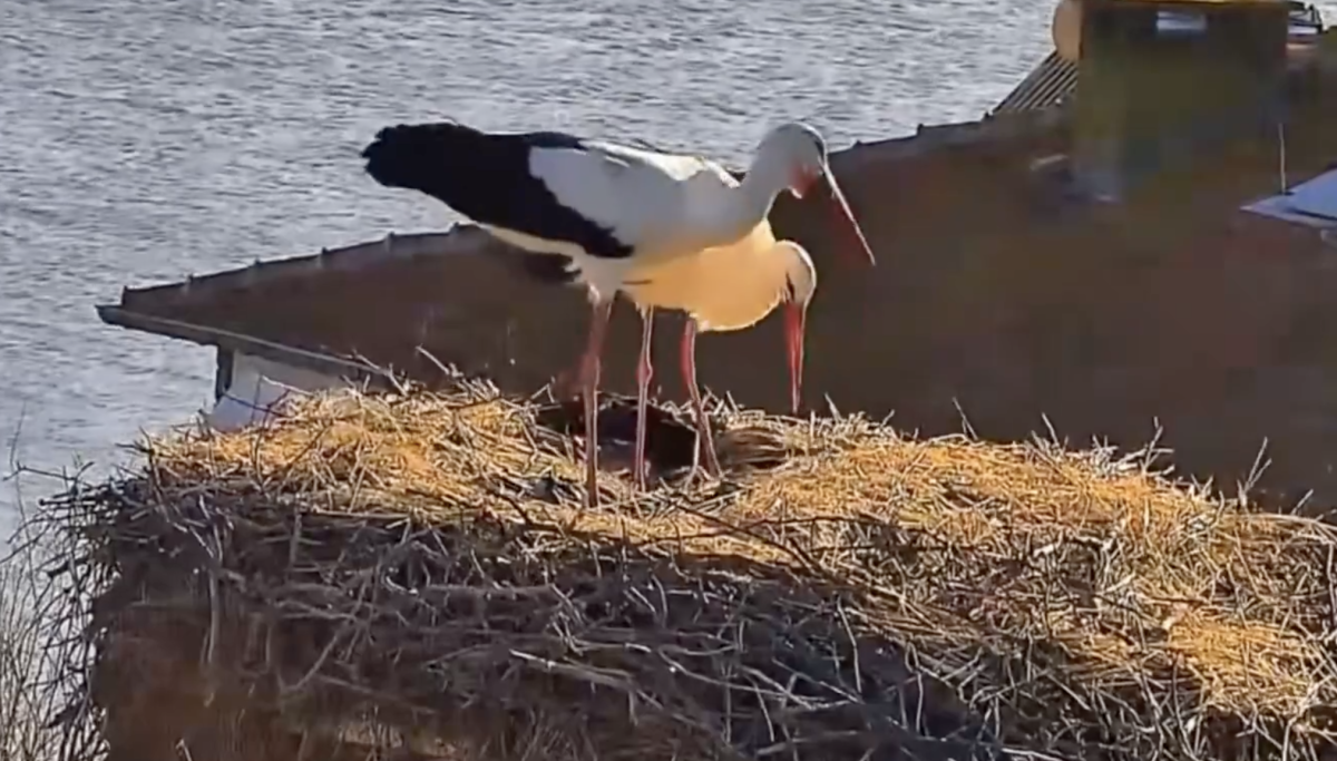 Yaren leylek ve eşi Uluabat Gölü'nde Adem amcayla buluştu