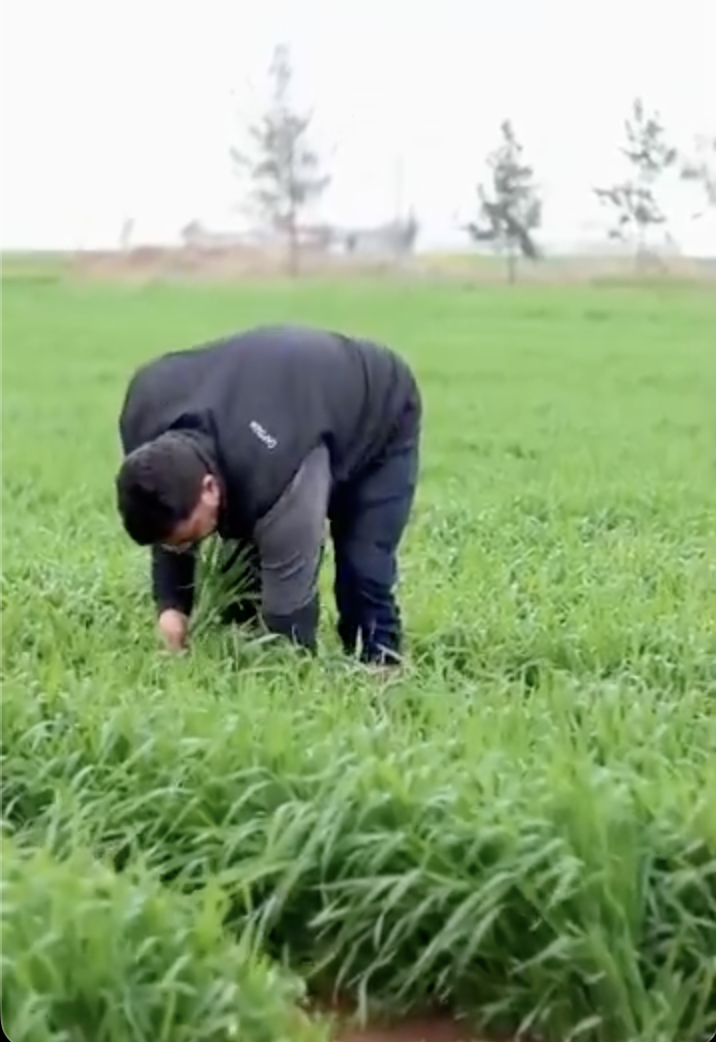 Buğday ve arpada kritik uyarı: Emeğiniz heba olmasın