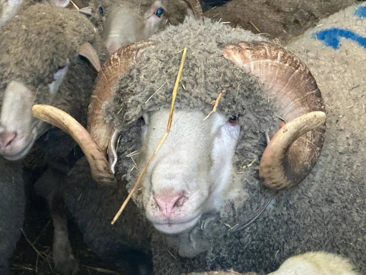 Milyonluk koçun kuzuları için bugünden sıraya girdiler