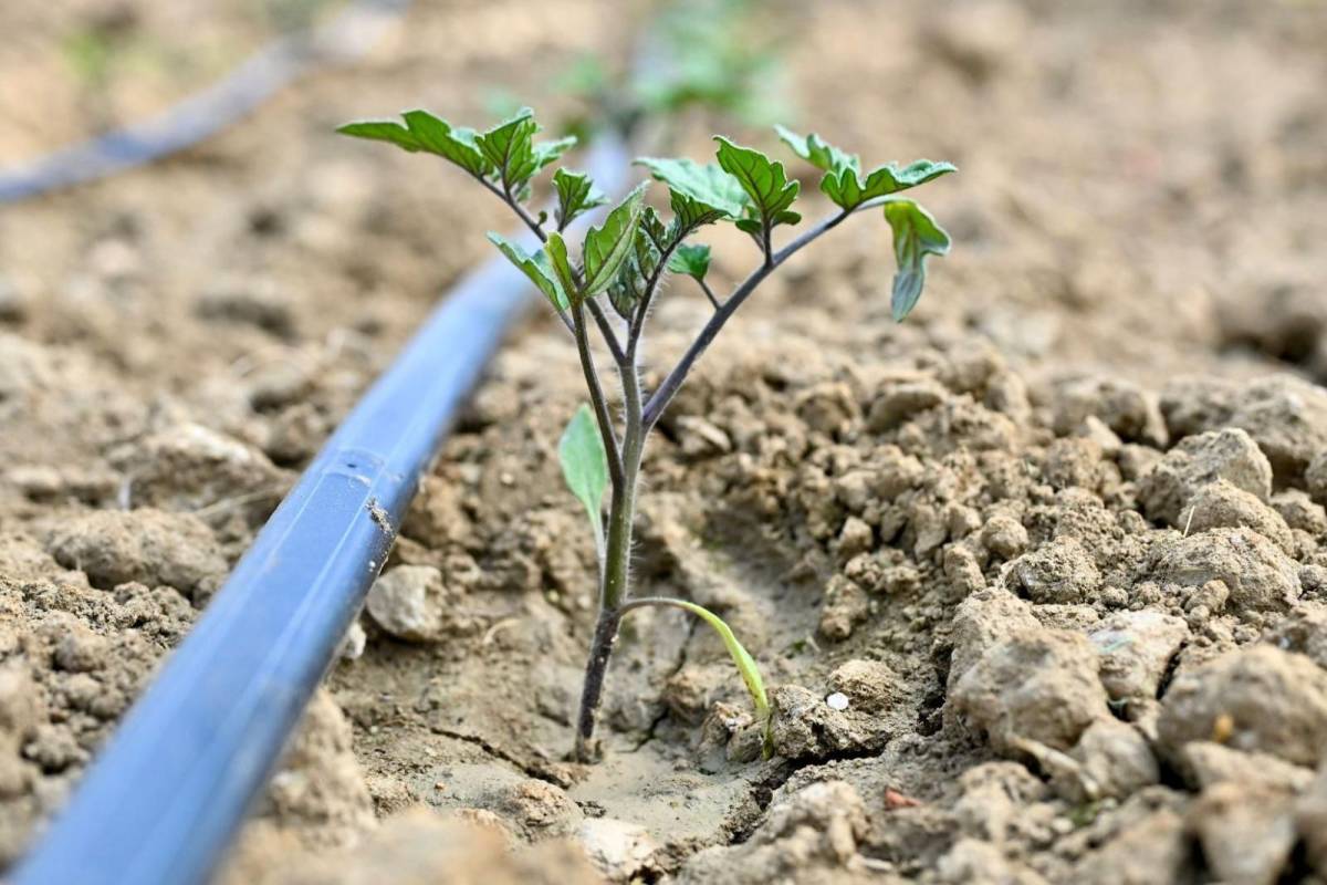 Gördesli üreticilere 73 bin domates fidesi desteği