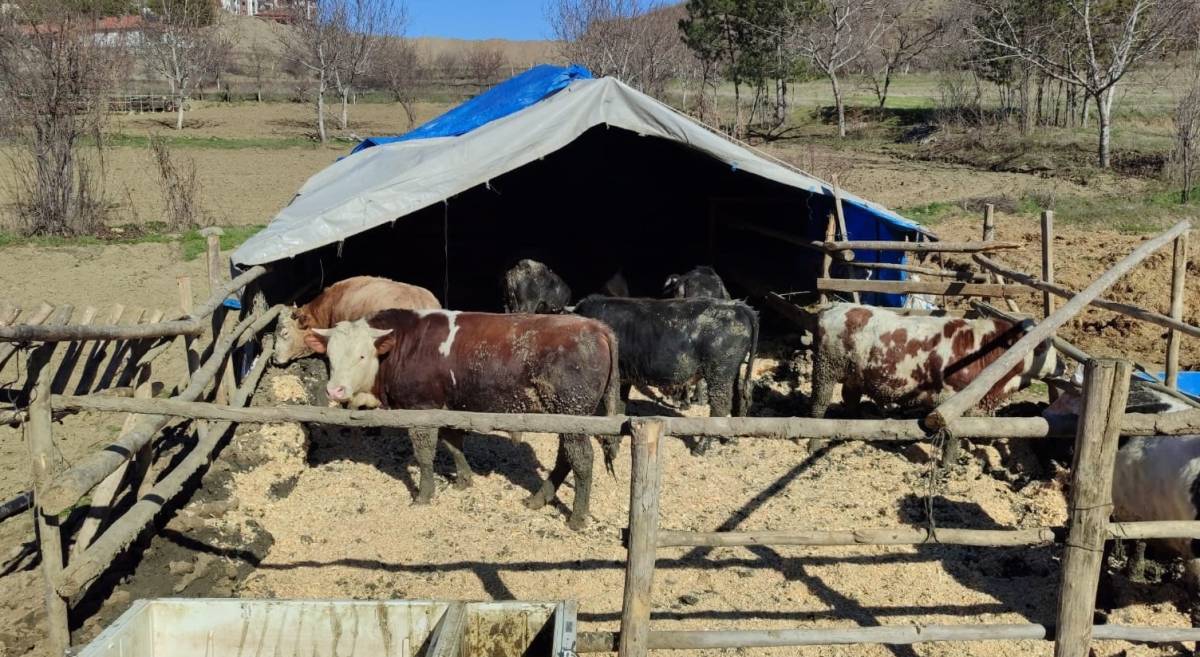 Bakan Yumaklı, hayvanlara kötü muameleyle ilgili konuştu