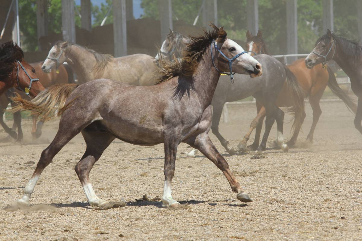 Türkiye’de Afrika At Vebası için tarama yapılıyor