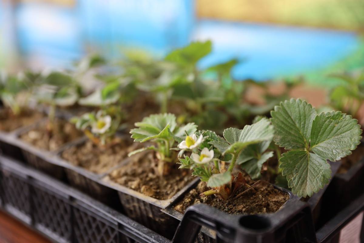 Bursa'da üreticilere budama ve çilek yetiştiriciliği eğitimi