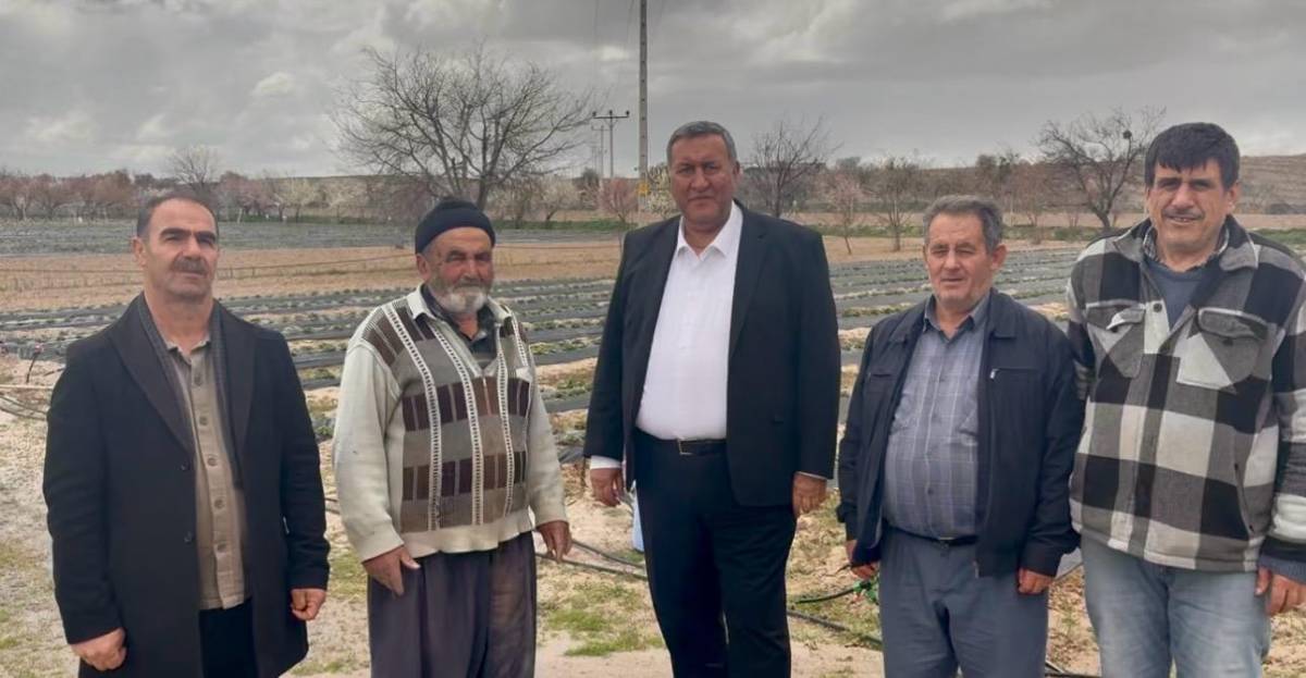 Kiraz ve şeftali ağaçları söküp çilek ekti ama yine olmadı