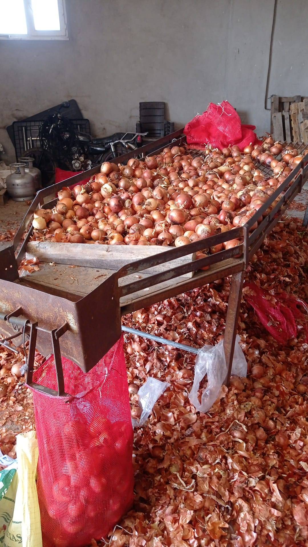 Amasyalı kuru soğan üreticilerinin