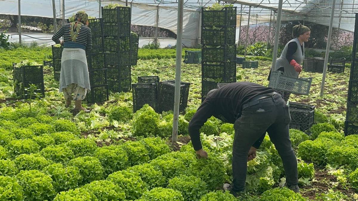 Geçen sene zararıyla ağlatan