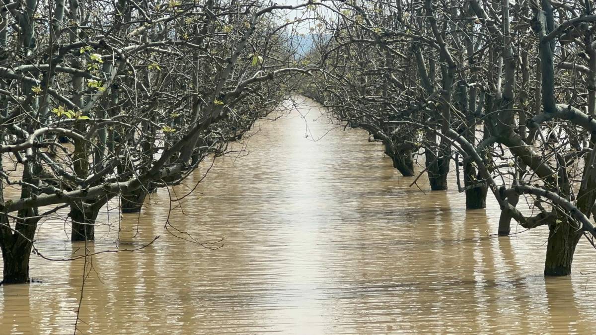 Bursa'da yüzlerce dönüm şeftali ve armut bahçesi su altında