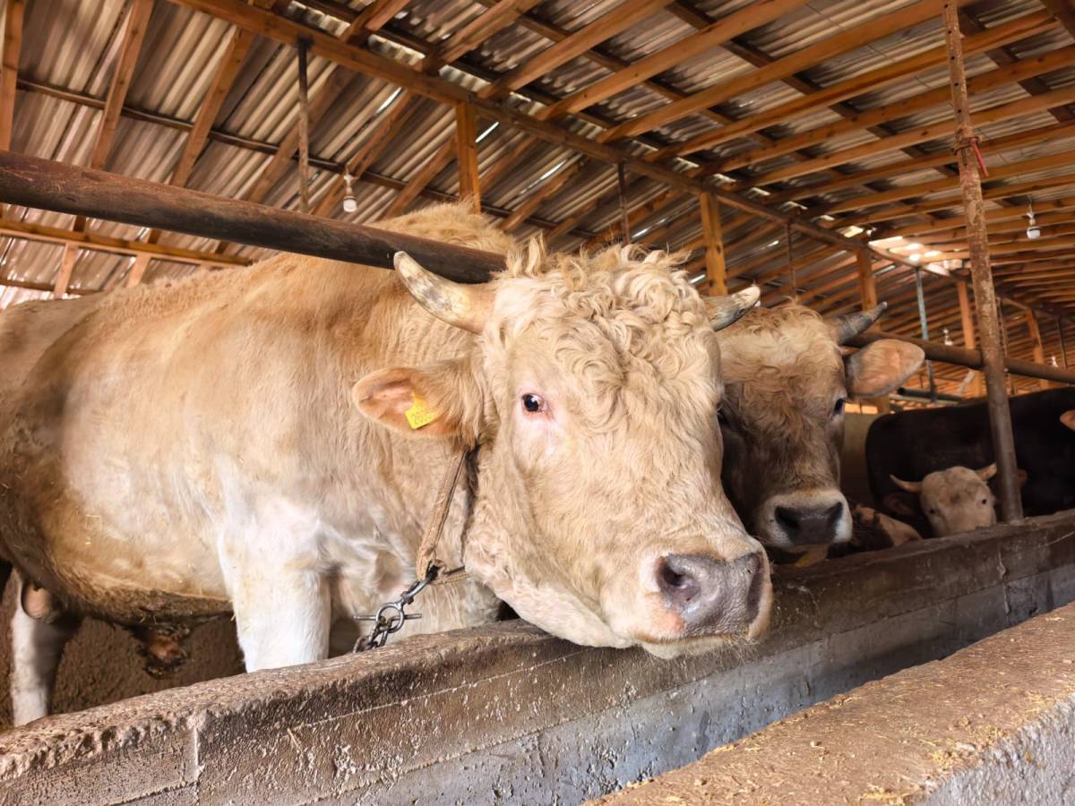 Bir ton 100 kiloluk boğaya 500 bin lira istiyorlar