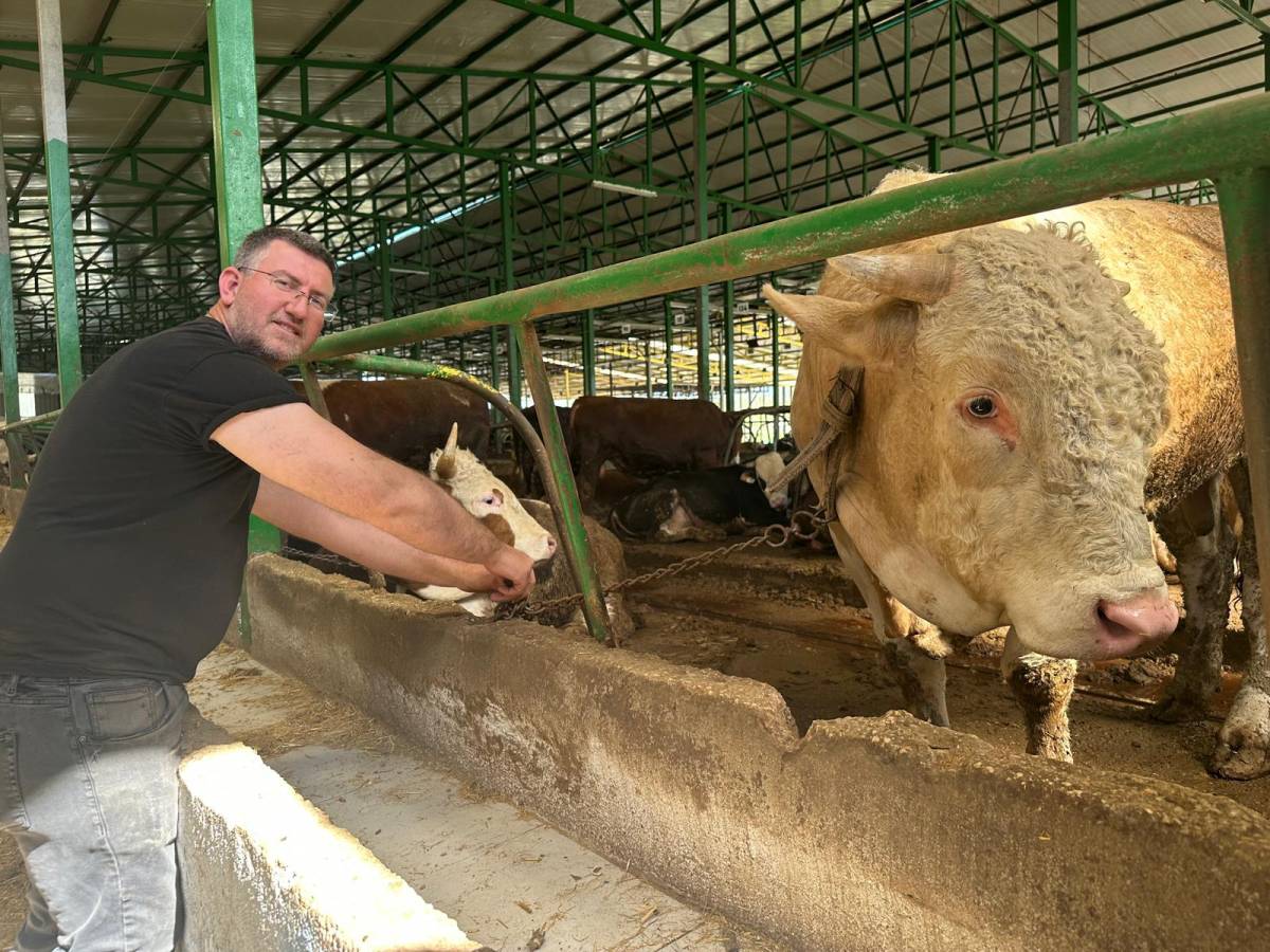 Bir tonluk damızlık boğa 400 bin liranın altına satıldı