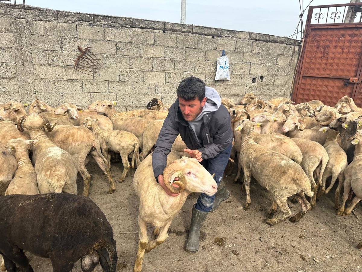 Kurbanlık bereketi: Önce düğün yaptı, şimdi bebek bekliyor