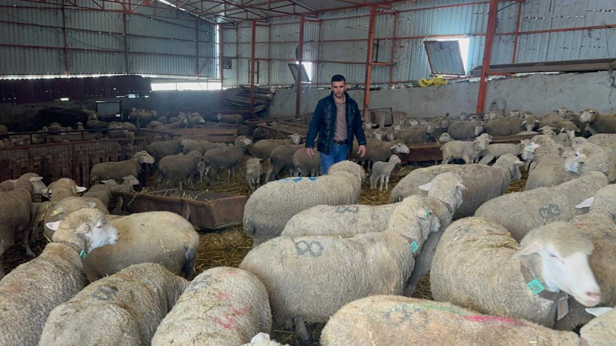 57 yıldır safkan damızlık Karacabey merinosu yetiştiriyorlar