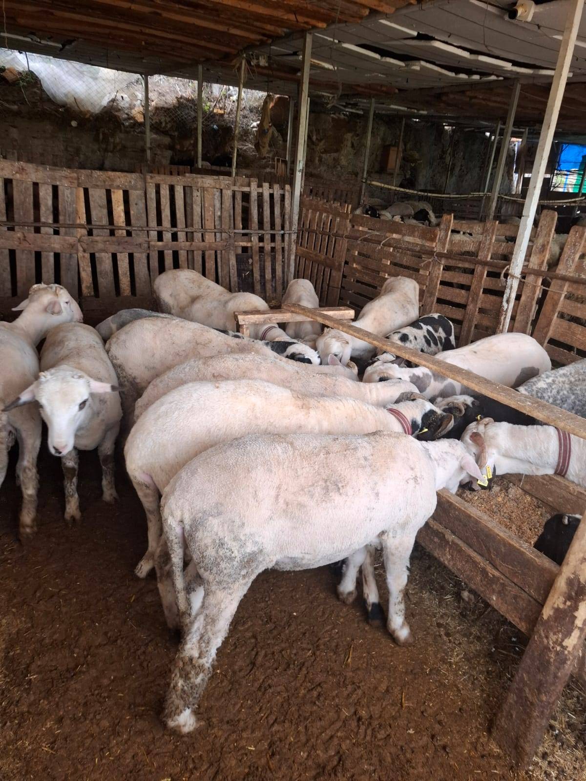 İle de France ile sakız çiftleşti; verimi şaşırttı