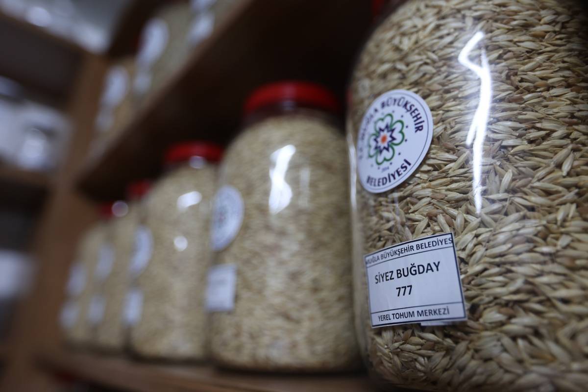 Muğla Büyükşehir 10 yılda 25 milyon tohum dağıttı