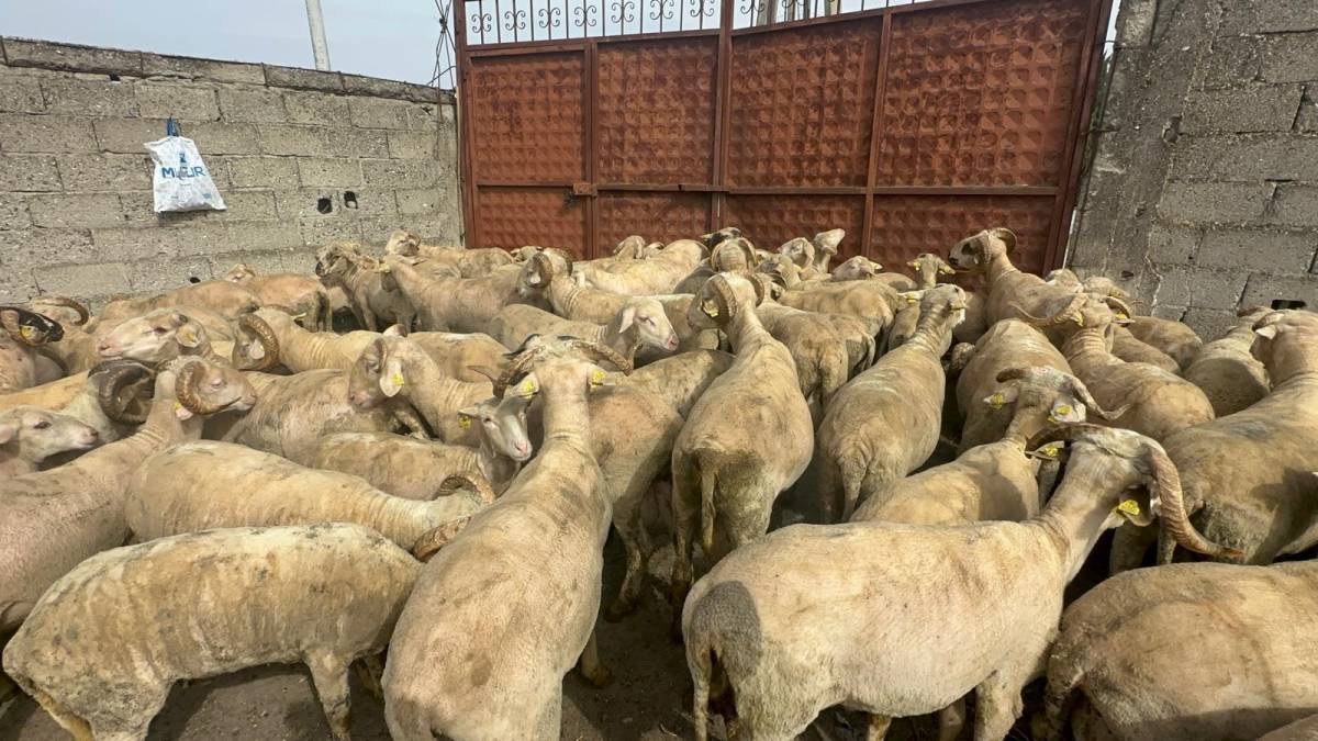 TÜRKYED: Alım gücü nedeniyle kurbanlık satışları daralabilir