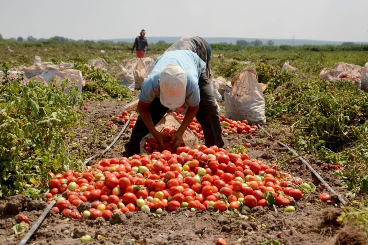 Domates eken üretici: Emeğimizin karşılığını alamıyoruz