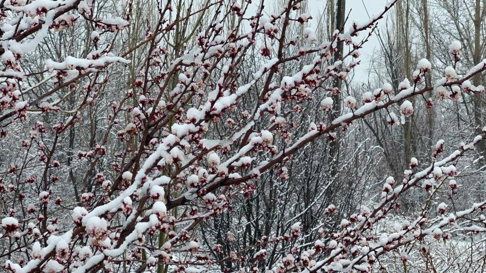 Sultandağı'nda kayısı ve erikleri don vurdu, kiraz kurtuldu