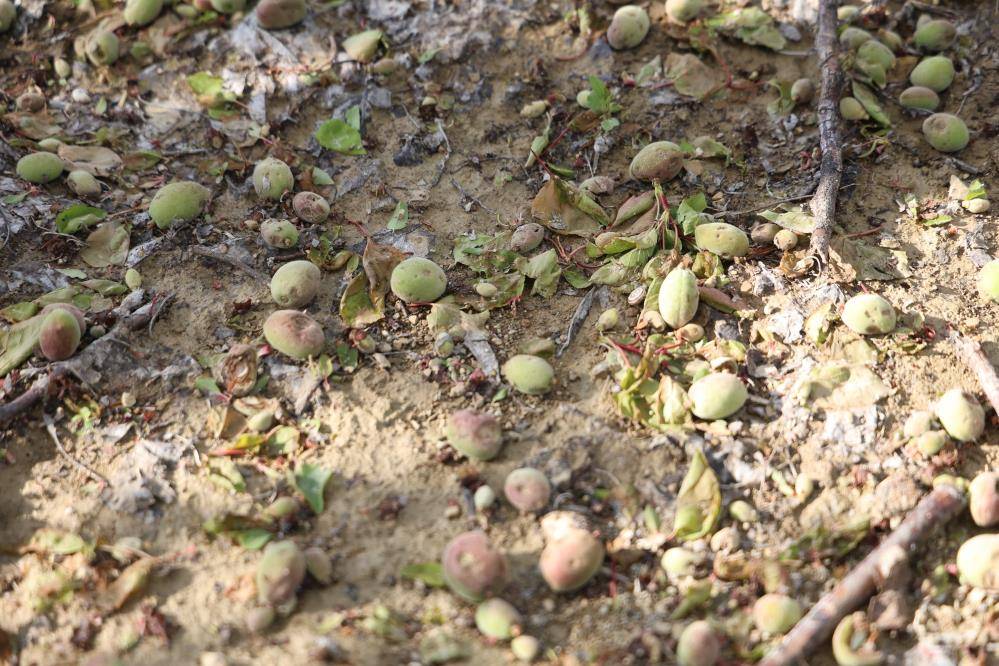 Adana'da dolu yağışı kayısı bahçesini vurdu